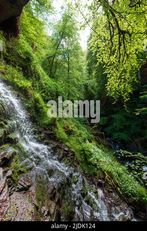 The Birks of Aberfeldy, Rundwanderweg im Moness Glen außerhalb von Aberfeldy in den Highlands von Schottland. Stockfoto