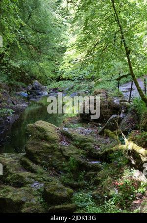 The Birks of Aberfeldy, Rundwanderweg im Moness Glen außerhalb von Aberfeldy in den Highlands von Schottland. Stockfoto
