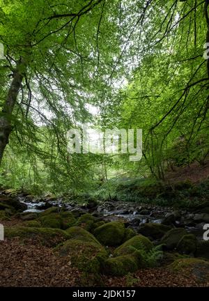 The Birks of Aberfeldy, Rundwanderweg im Moness Glen außerhalb von Aberfeldy in den Highlands von Schottland. Stockfoto