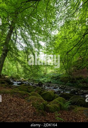 The Birks of Aberfeldy, Rundwanderweg im Moness Glen außerhalb von Aberfeldy in den Highlands von Schottland. Stockfoto