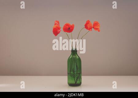 Bouquet von roten Mohnblumen in einer grünen Glasvase auf beigem Hintergrund Stockfoto