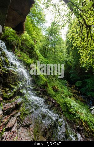 The Birks of Aberfeldy, Rundwanderweg im Moness Glen außerhalb von Aberfeldy in den Highlands von Schottland. Stockfoto