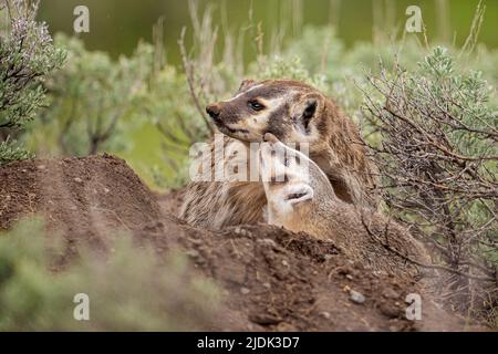 Dachs mit Baby Stockfoto