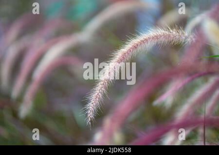 Wildes Schilfgras, ausgewählter Fokus. Natur, Sommer Hintergrund Konzept. Stockfoto