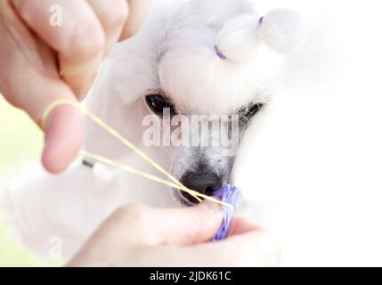 New York, Usa. 21.. Juni 2022. Ein Zwergpudel wird am Dienstag, den 21. Juni 2022, auf der jährlichen Westminster Kennel Club Dog Show 146. im Lyndhurst Mansion in Tarrytown, New York, präpariert. Foto von John Angelillo/UPI Credit: UPI/Alamy Live News Stockfoto