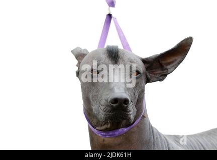 New York, Usa. 21.. Juni 2022. Abby, der Xoloitzcuintle, wird am Dienstag, den 21. Juni 2022, auf der jährlichen Westminster Kennel Club Dog Show 146. im Lyndhurst Mansion in Tarrytown, New York, gepflegt. Foto von John Angelillo/UPI Credit: UPI/Alamy Live News Stockfoto
