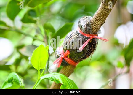 Limettenvermehrung, Pfropfpflanze auf Zitronenbaum Zweig in Bio-Landwirtschaft Bauernhof Stockfoto