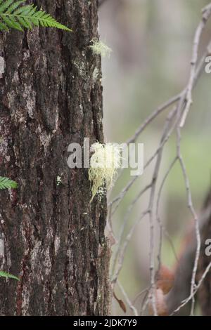 Spanischer Moos am Baum Stockfoto