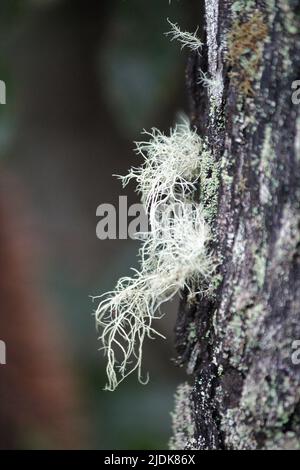 Spanischer Moos am Baum Stockfoto