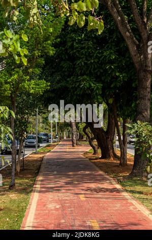 Ein leerer Fahrradweg, der an einem sonnigen, normalen Arbeitstag zwischen einer Baumreihe auf dem mittleren Streifen der Avenida Paulo VI führt. Stockfoto