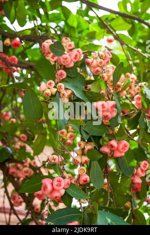 Ein Wachsapfel voller Früchte Stockfoto