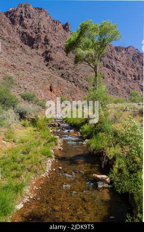 Bright Angel Creek in der Nähe des Bright Angel Campground, Grand Canyon National Park, Arizona, USA Stockfoto