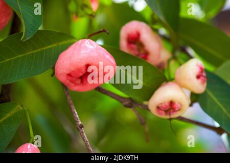 Ein Wachsapfel voller Früchte Stockfoto