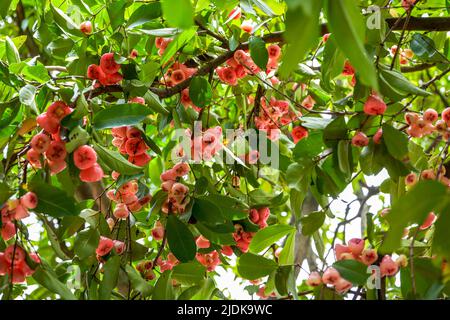 Ein Wachsapfel voller Früchte Stockfoto