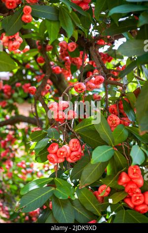 Ein Wachsapfel voller Früchte Stockfoto