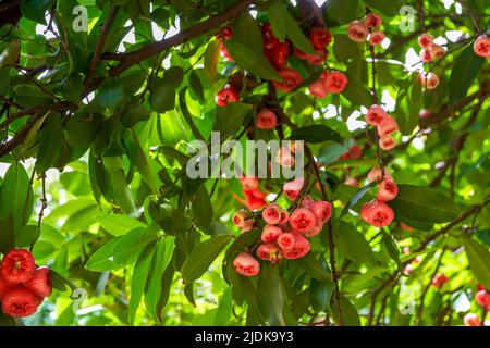 Ein Wachsapfel voller Früchte Stockfoto