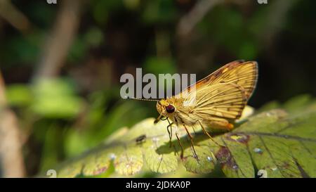 Schöner gelber Schmetterling, der auf grünen Blättern sitzt Potanthus omaha, allgemein bekannt als der kleine Pfeil, ist eine Art von Skipper-Schmetterlingen. Stockfoto