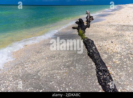 Muscheln und Treibholz am Bowmans Beach, Sanibel Island, Florida, USA Stockfoto