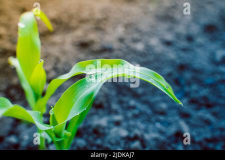 Das Wasser tropft aus der Nähe auf die Maisblätter. Morgentau auf Pflanzen im Gartenbeet am frühen Morgen Stockfoto