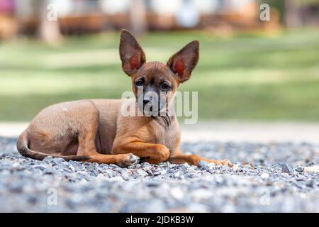 Ein schöner kleiner Spielzeug Terrier Hund im Freien am sonnigen Sommertag. Welpen wandern und spielen in der Natur Stockfoto