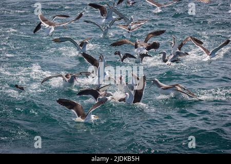 Ein Blick auf das Leben in Neuseeland: Albatrosse und Möwen kämpfen um Fetzen von einem Fischerboot. Stockfoto