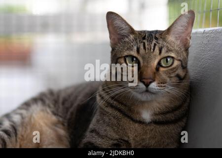 Close-up tabby Katze liegt in einem Korb isoliert auf dem Hintergrund. Stockfoto