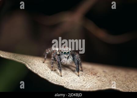 Männliche springende Spinne mit grünen Augen und großen weißen Palpen, die auf einem blassen Blatt vor dunklem Hintergrund stehen Stockfoto