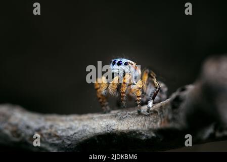 Männchen Maratus banyowla. Eine blaue Pfauenspinne aus den Perth Hills, Südwestaustralien. Stockfoto