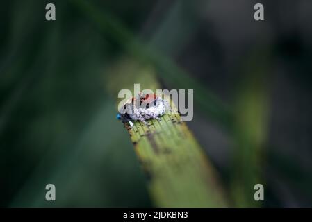 Aufnahme eines einzelnen männlichen Maratus gemmifer, der auf einem Grashalm sitzt. Stockfoto
