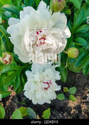 Zwei weiße Pfingstrosen auf grünem Buschhintergrund. Blumenhintergrund mit Platz zum Kopieren Stockfoto