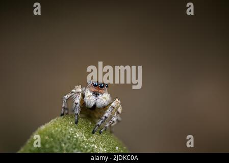 Männlicher Maratus-Speculifer, die schwarze Spiegelspinne aus dem Pfau, die in den Küstendünen im Südwesten Australiens gefunden wird Stockfoto