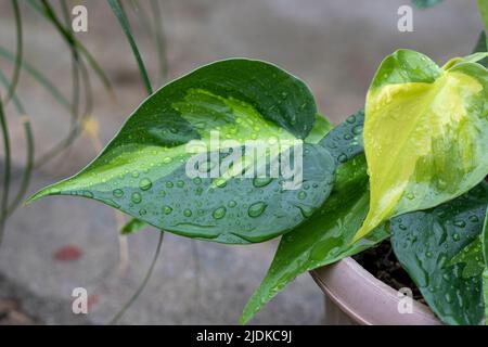 Bunte Herz Form Blatt philodendron Nahaufnahme Stockfoto