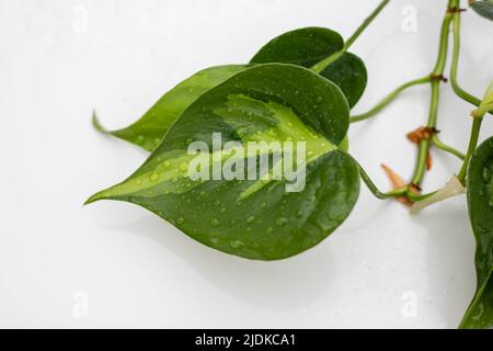 Nahaufnahme von tropisch-bunten Philodendron Brasil Hauspflanzenblättern mit gelben Streifen auf weißem, isoliertem Hintergrund Stockfoto