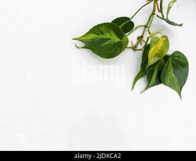 Dekorative Zimmerpflanze Philodendron Hederaceum scandens Brasil auf isoliertem weißem Hintergrund Stockfoto