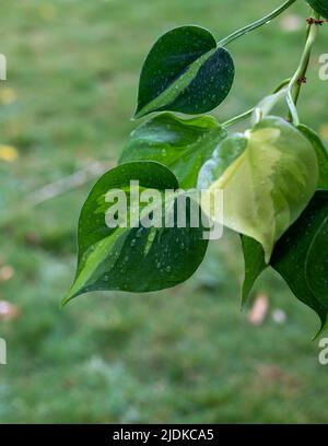 Philodendron brasil buntes Blatt mit Regentropfen Stockfoto