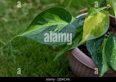 Philodendron hederaceum variierte Herzblatt Nahaufnahme Stockfoto