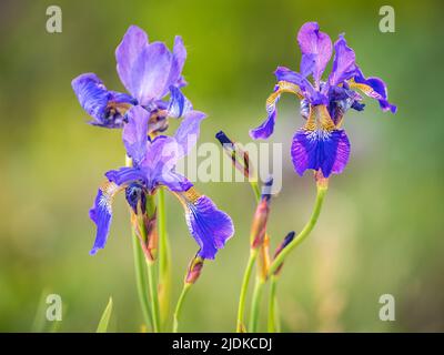 Schöne blaue Blüten der sibirischen Iris im Frühlingsgarten. Iris sibirica blüht auf der Wiese. Die Koloful Sibirische Iris eine mehrjährige Pflanze mit purpl Stockfoto