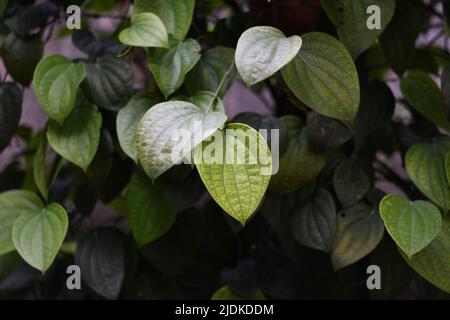 Nahaufnahme einer Pfefferflora Stockfoto