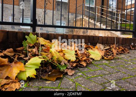 Haufen herbstlicher Blätter mit Ziegelsteinen und Eisengeländern mit Fenstern im Hintergrund Stockfoto