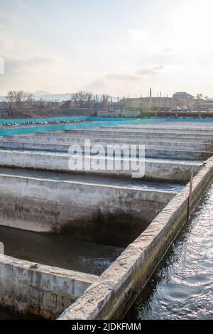 Anbau von Goldforellen und anderen Fischen in Betonbecken. Stockfoto