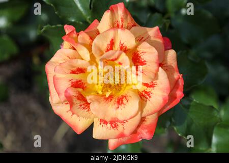 Airbrush Rosenblütenkopf im Guldemondplantsoen Rosarium Boskoop Niederlande Stockfoto