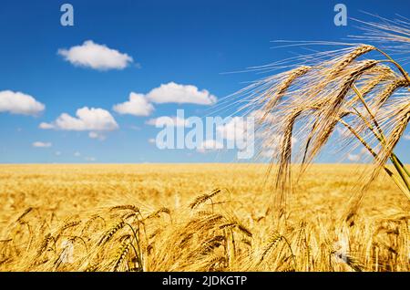 Goldenes Roggenfeld über blauem Himmel in Bulgarien Stockfoto