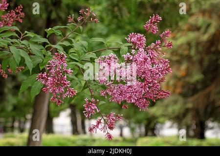 Fliederblüte auf dem Zweig im Park im Sommer Stockfoto