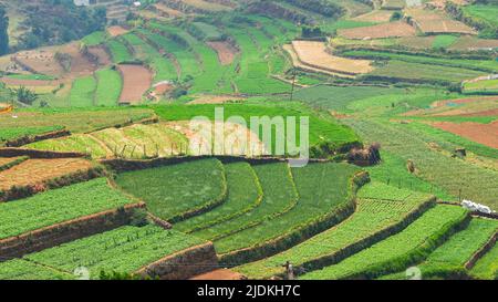 Terrassenfarmen Blick von Palani Hills, Poombarai, Kodaikanal, Tamilnadu, Indien. Stockfoto