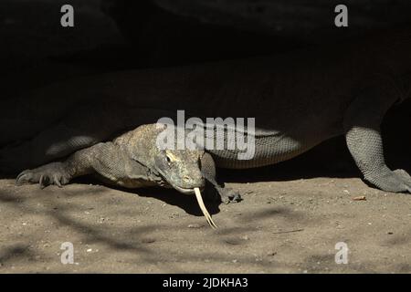 Komodo-Drachen (Varanus komodoensis), die sich unter einem Stelzengebäude auf der Rinca-Insel, einem Teil des Komodo-Nationalparks in West Manggarai, Ost-Nusa Tenggara, Indonesien, befinden. Komodo-Drachen sind auf den Inseln Komodo, Rinca, Nusa Kode und Gili Motang endemisch – laut dem Komodo-Überlebensprogramm befinden sich alle im Komodo-Nationalpark. Etwa 2.450 komodo-Drachenindividuen sind im Komodo-Nationalpark unterwegs, wobei Rinca Island zwischen 1.100 und 1.500 Individuen – die größte Unterbevölkerung – nach Angaben von 2021 ernähren kann. Stockfoto