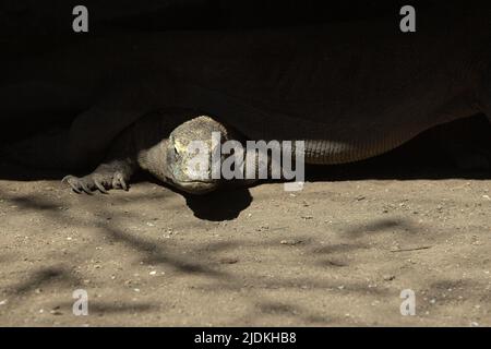 Komodo-Drachen (Varanus komodoensis), die sich unter einem Stelzengebäude auf der Rinca-Insel, einem Teil des Komodo-Nationalparks in West Manggarai, Ost-Nusa Tenggara, Indonesien, befinden. Komodo-Drachen sind auf den Inseln Komodo, Rinca, Nusa Kode und Gili Motang endemisch – laut dem Komodo-Überlebensprogramm befinden sich alle im Komodo-Nationalpark. Etwa 2.450 komodo-Drachenindividuen sind im Komodo-Nationalpark unterwegs, wobei Rinca Island zwischen 1.100 und 1.500 Individuen – die größte Unterbevölkerung – nach Angaben von 2021 ernähren kann. Stockfoto