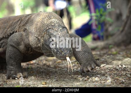 Ein komodo-Drache (Varanus komodoensis), der an einem Strand auf Komodo Island, einem Teil des Komodo-Nationalparks in West Manggarai, Ost-Nusa Tenggara, Indonesien, spazieren geht. komodo-Drachen, eine fleischfressende Varanideneidechse, die größte Eidechse der Welt, erreichen eine Körpermasse von bis zu 90 kg und eine Länge von 3 Metern, so ein Team von Wissenschaftlern um Brandon S. Boyd in ihrem 2021 von Foot & Ankle Orthopaedics veröffentlichten Artikel. Aufgrund ihrer großen Größe ernähren sich diese Eidechsen von Beute, die ihrer eigenen Masse gleich oder größer ist. Stockfoto