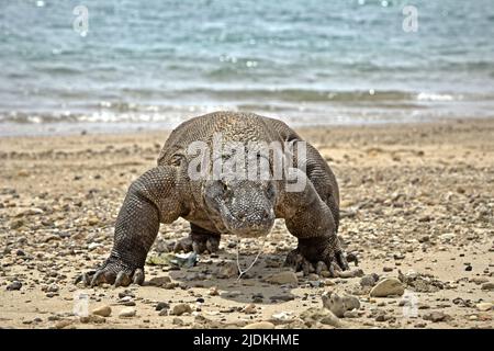 Ein komodo-Drache (Varanus komodoensis), der an einem Strand auf Komodo Island, einem Teil des Komodo-Nationalparks in West Manggarai, Ost-Nusa Tenggara, Indonesien, spazieren geht. komodo-Drachen, eine fleischfressende Varanideneidechse, die größte Eidechse der Welt, erreichen eine Körpermasse von bis zu 90 kg und eine Länge von 3 Metern, so ein Team von Wissenschaftlern um Brandon S. Boyd in ihrem 2021 von Foot & Ankle Orthopaedics veröffentlichten Artikel. Aufgrund ihrer großen Größe ernähren sich diese Eidechsen von Beute, die ihrer eigenen Masse gleich oder größer ist. Stockfoto