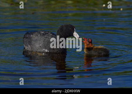 American Coot (Fulica americana) Erwachsene Fütterung Küken Plumas County California USA Stockfoto