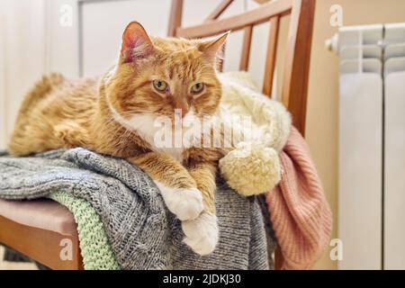 Große rote lustige Katze warm halten im Herbst Winter kalte Jahreszeit in der Nähe Heizung Heizkörper Stockfoto